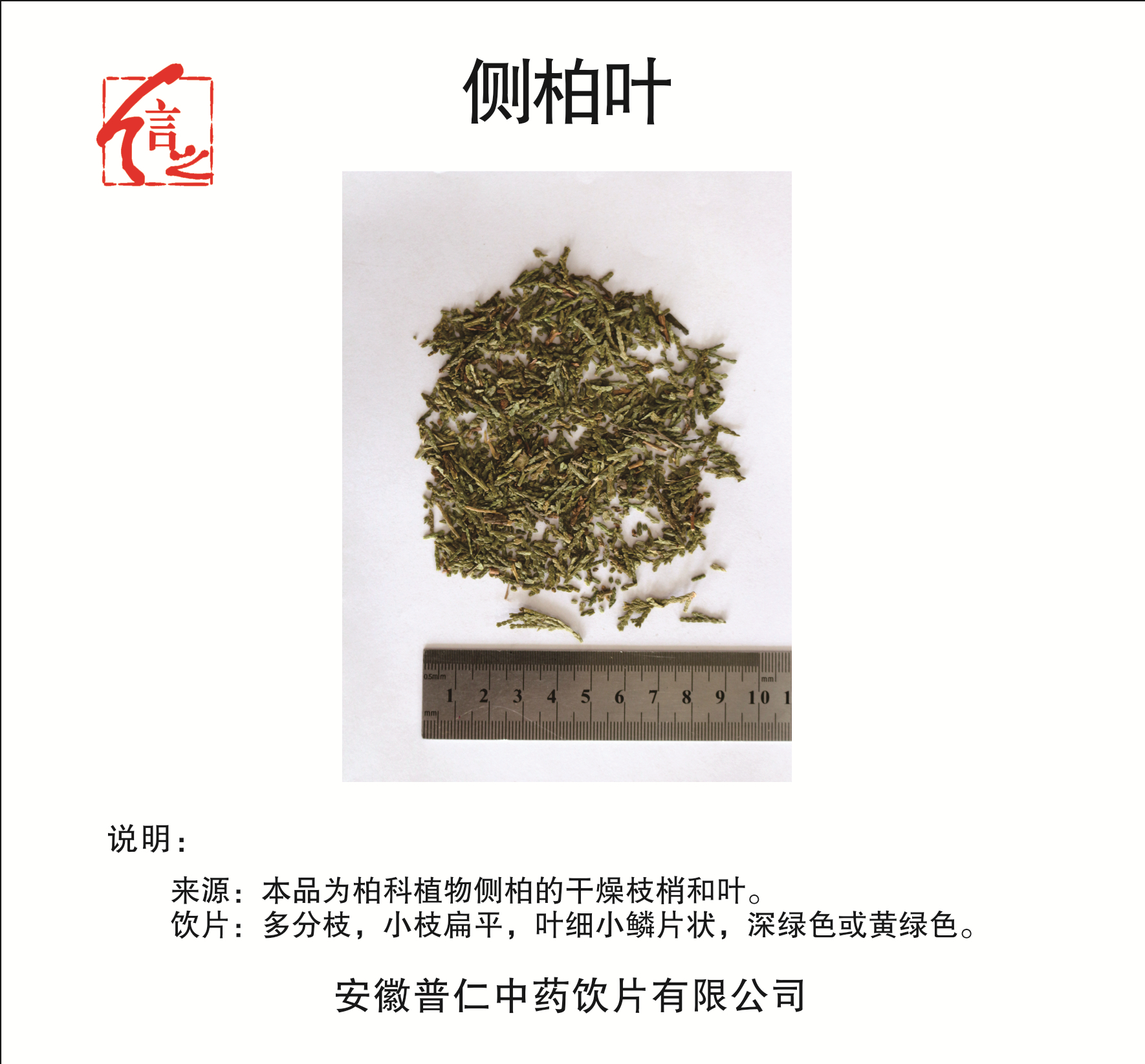 側(cè)柏葉.jpg