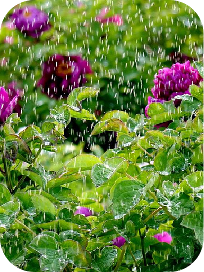 谷雨茶 (Copy).png